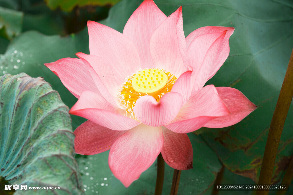 荷花