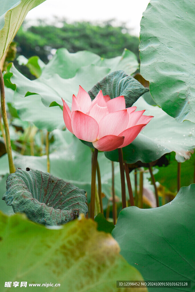 荷花