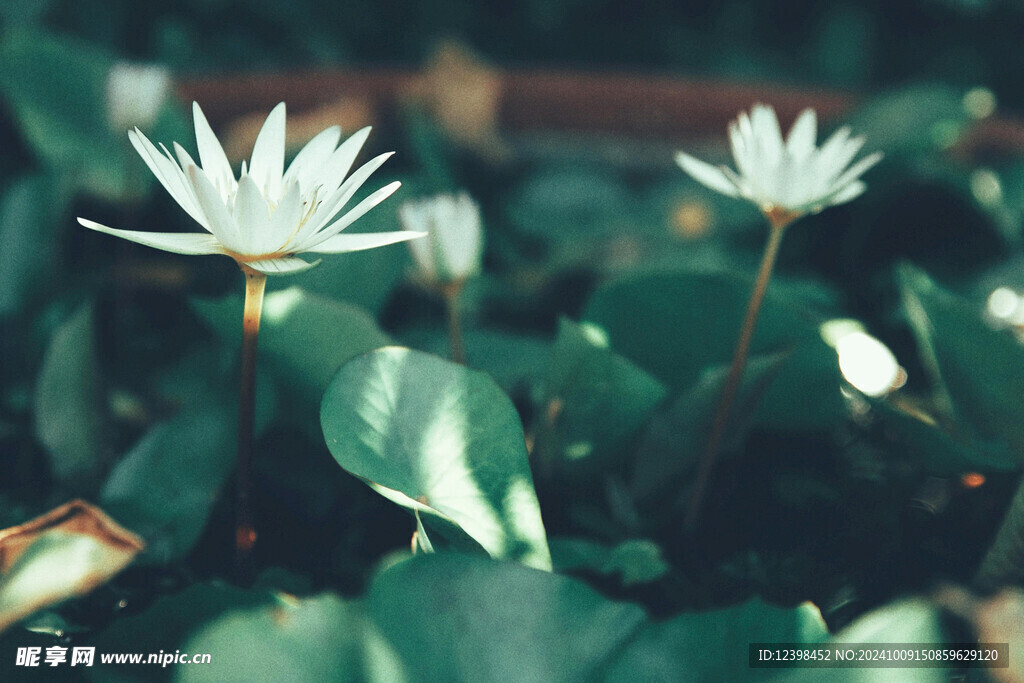 荷花