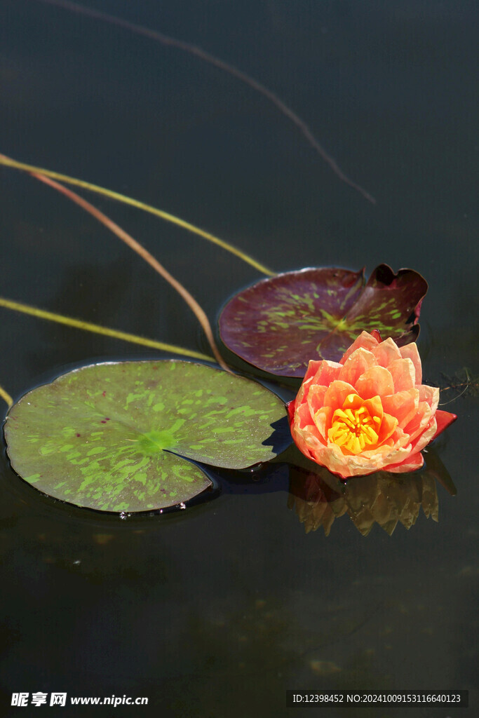 荷花
