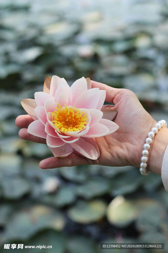 荷花