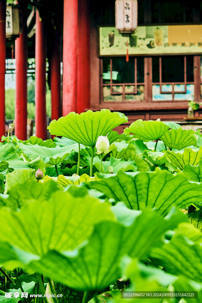 荷花