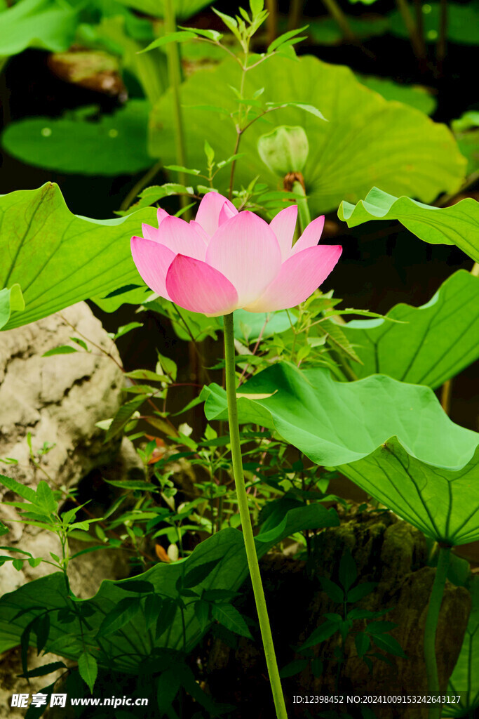 荷花