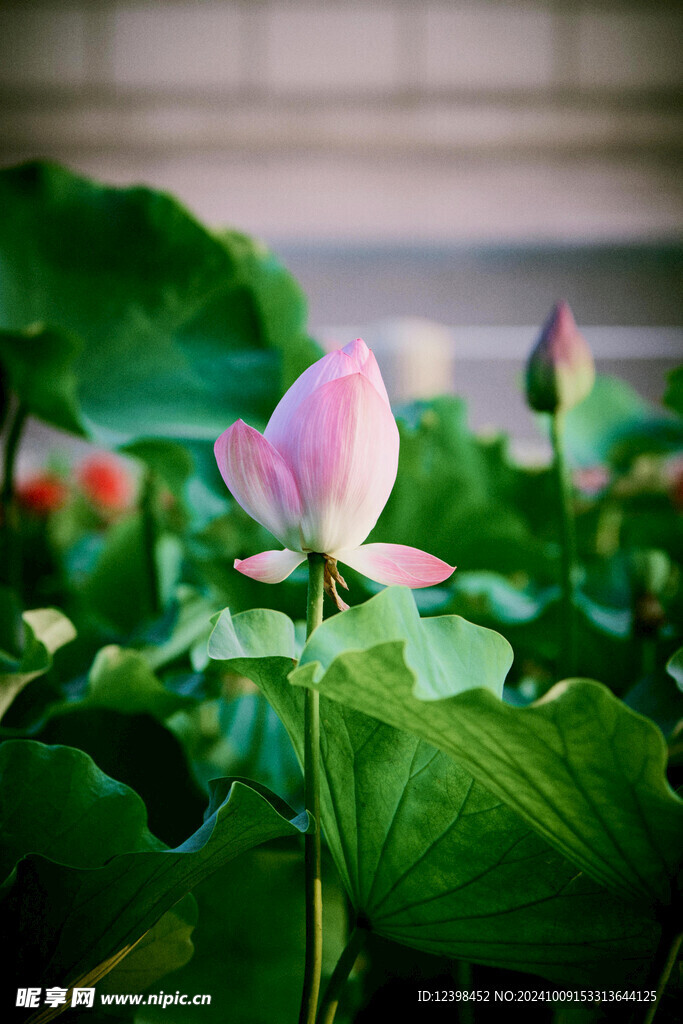 荷花