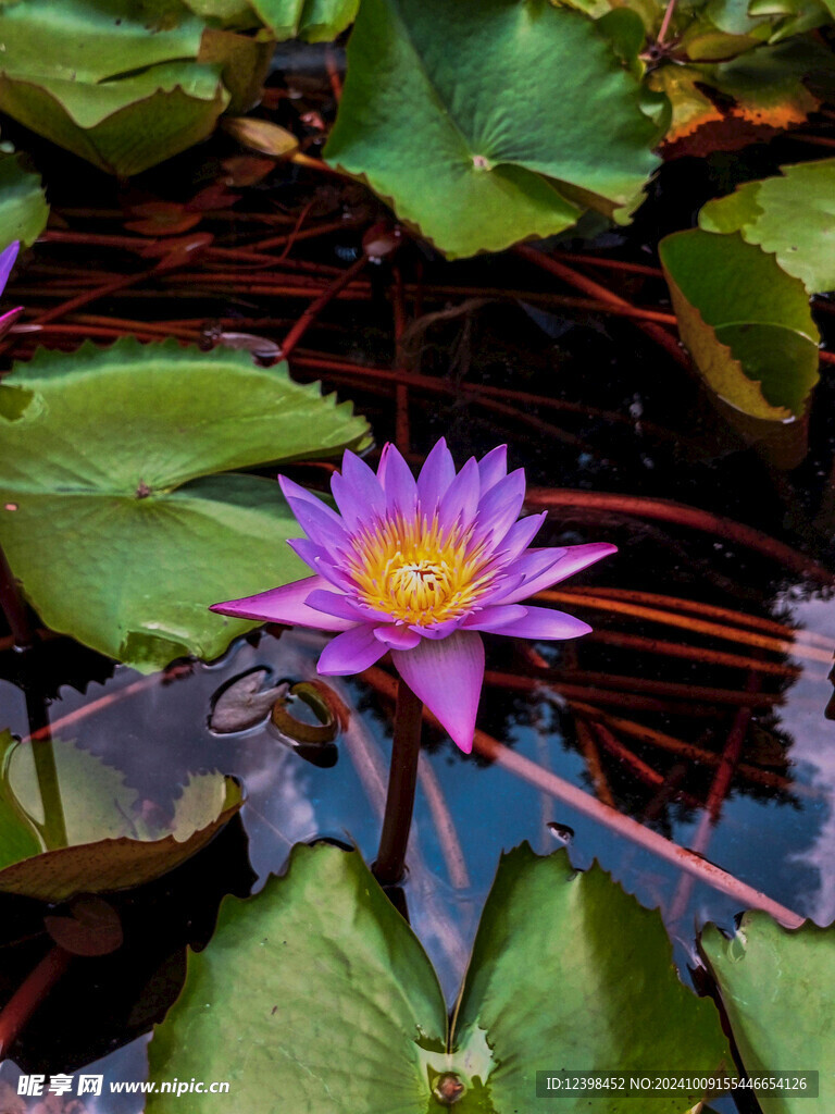 荷花