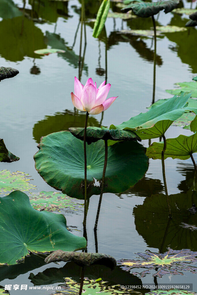荷花