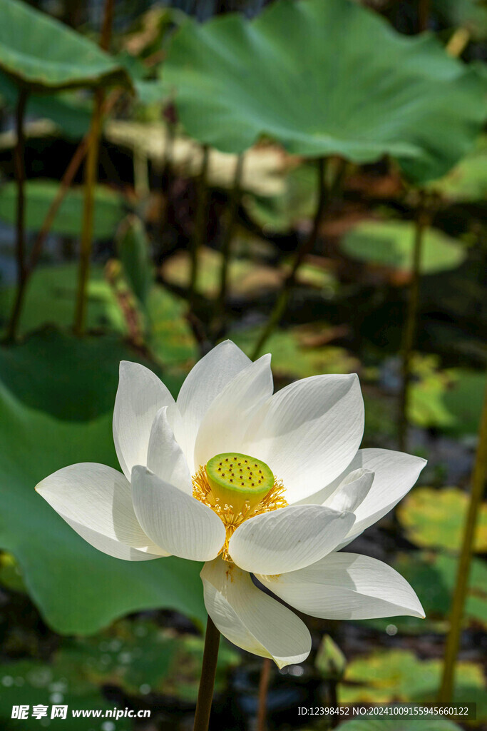 荷花