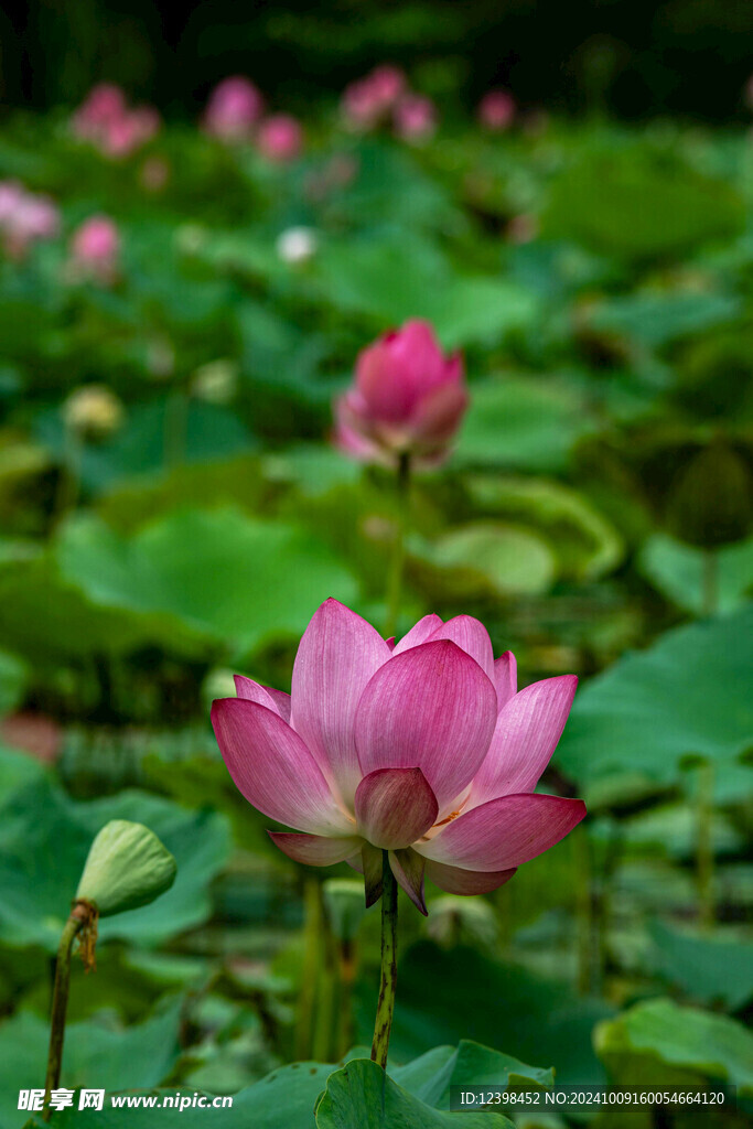 荷花