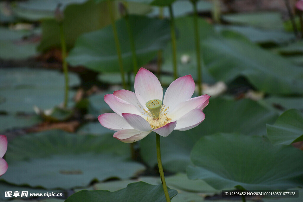 荷花
