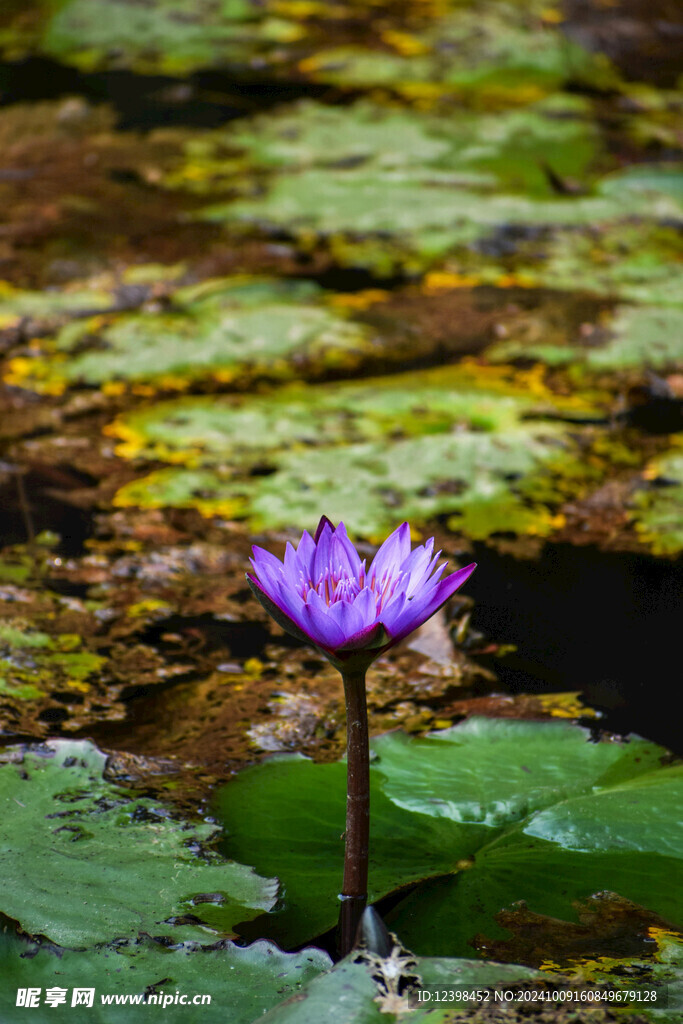 荷花