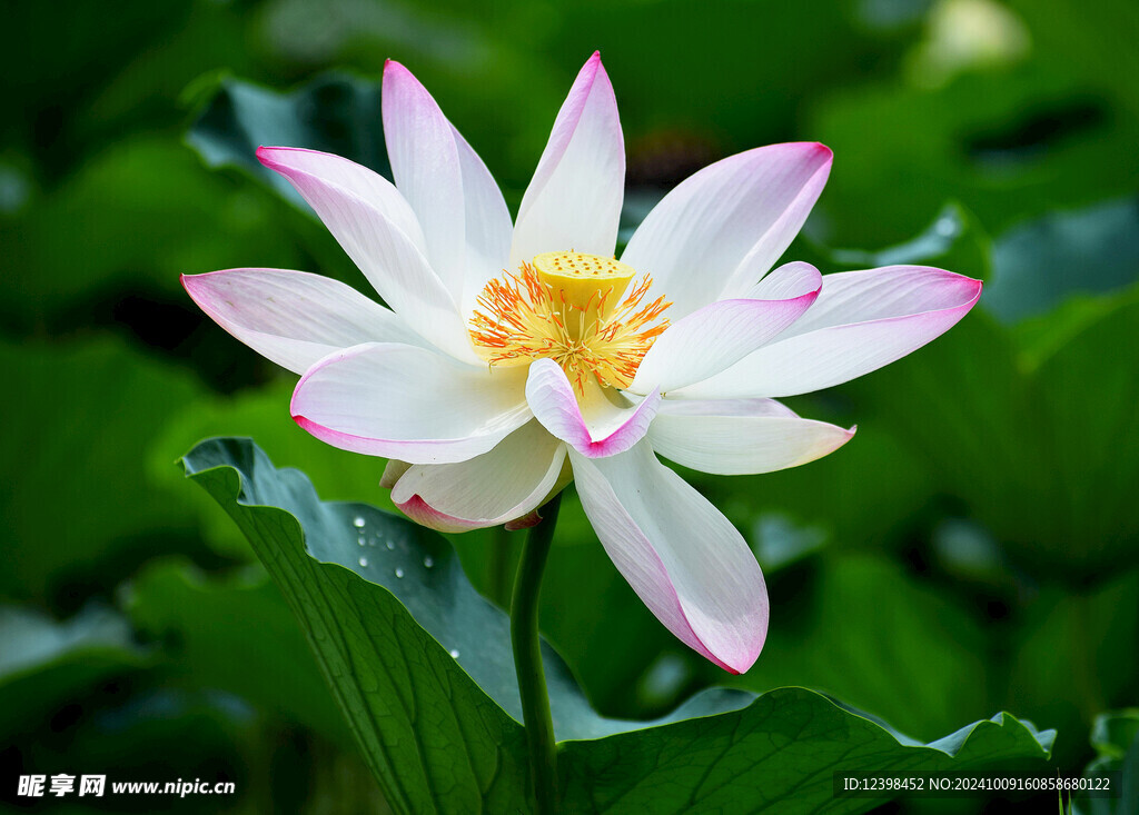 荷花