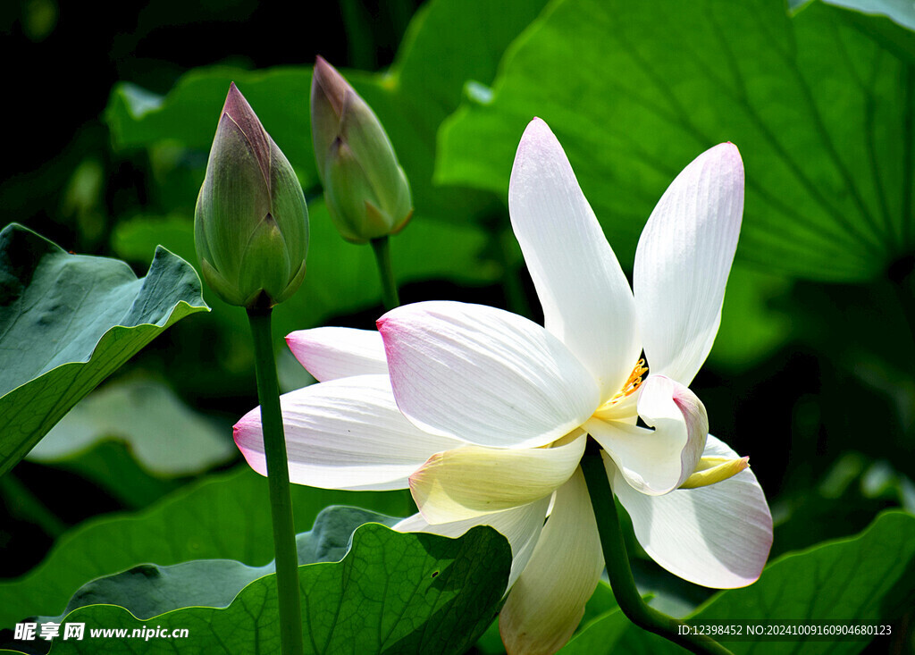荷花