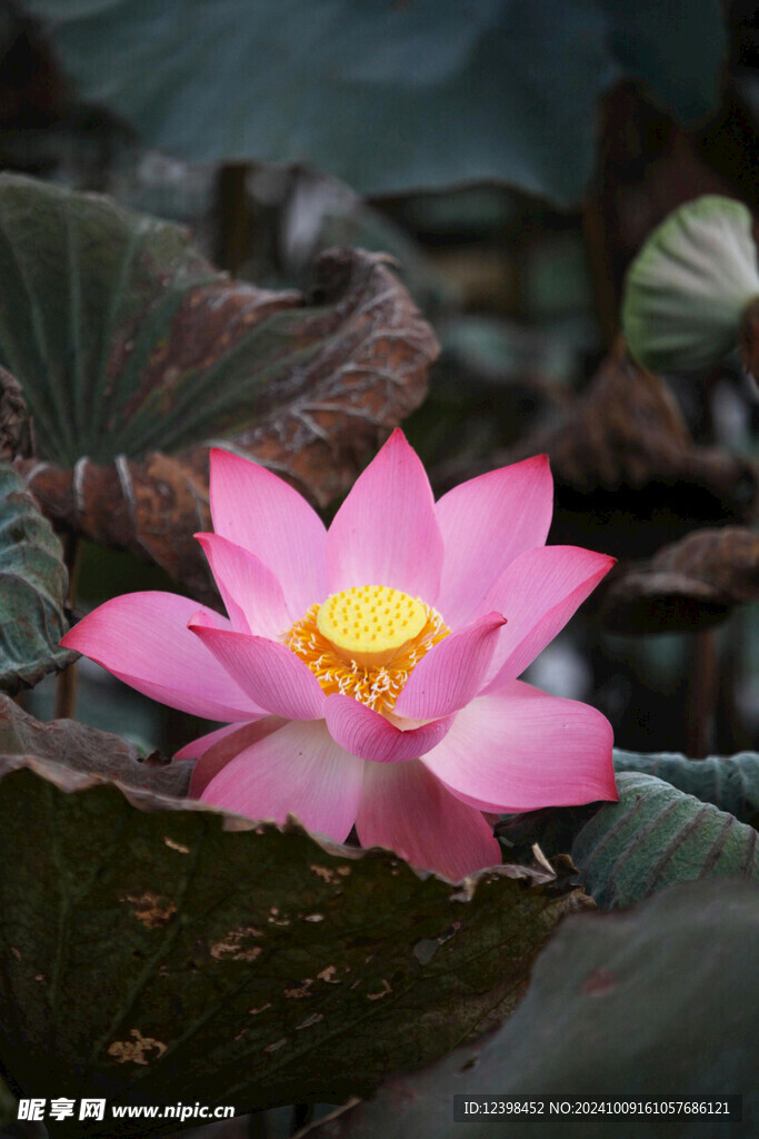 荷花