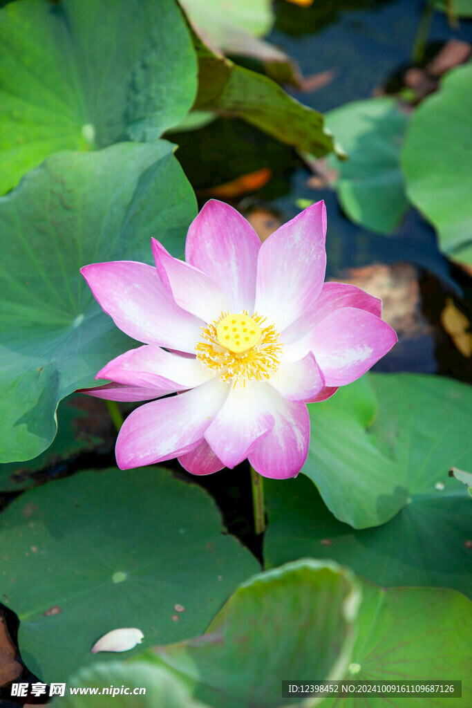荷花