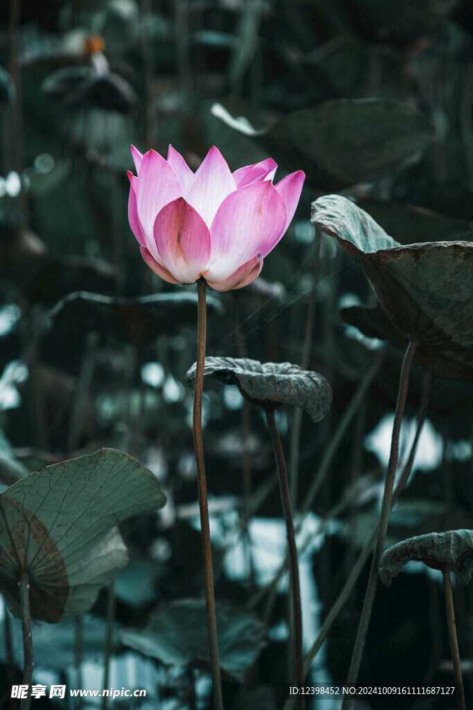 荷花