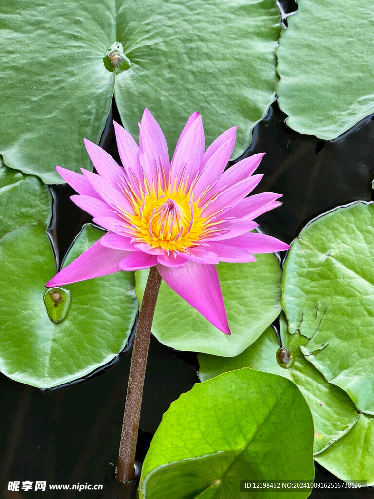 荷花