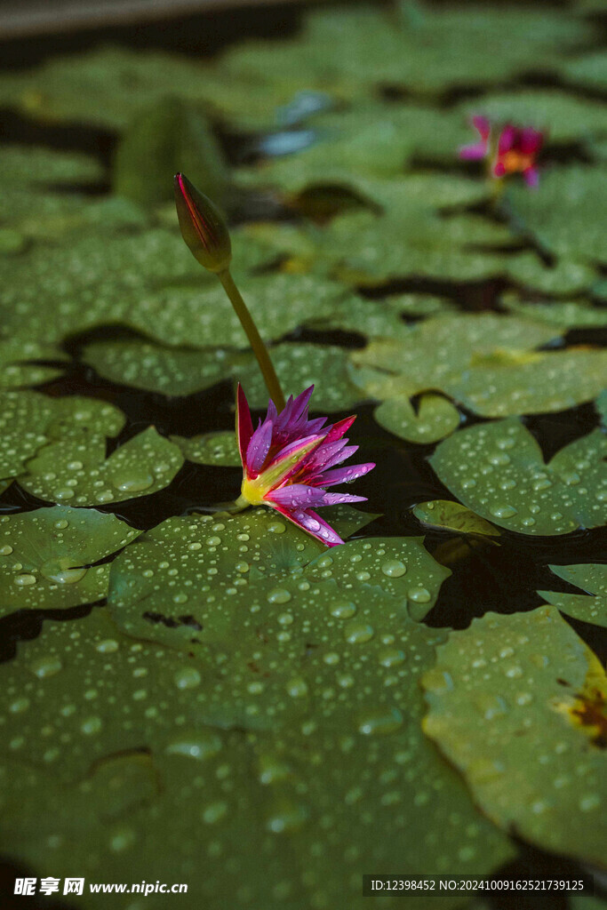 荷花