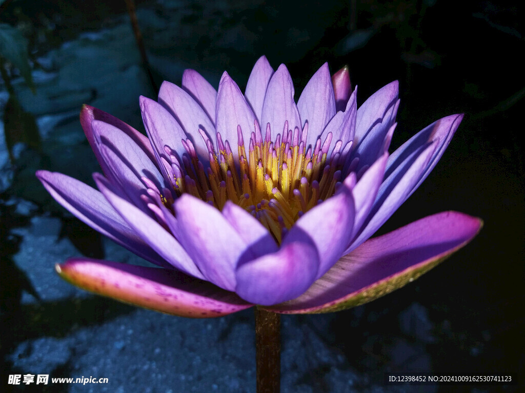 荷花