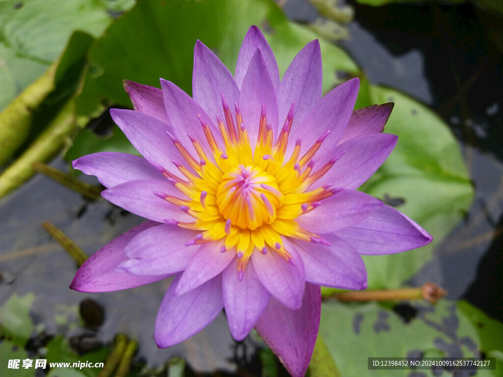 荷花