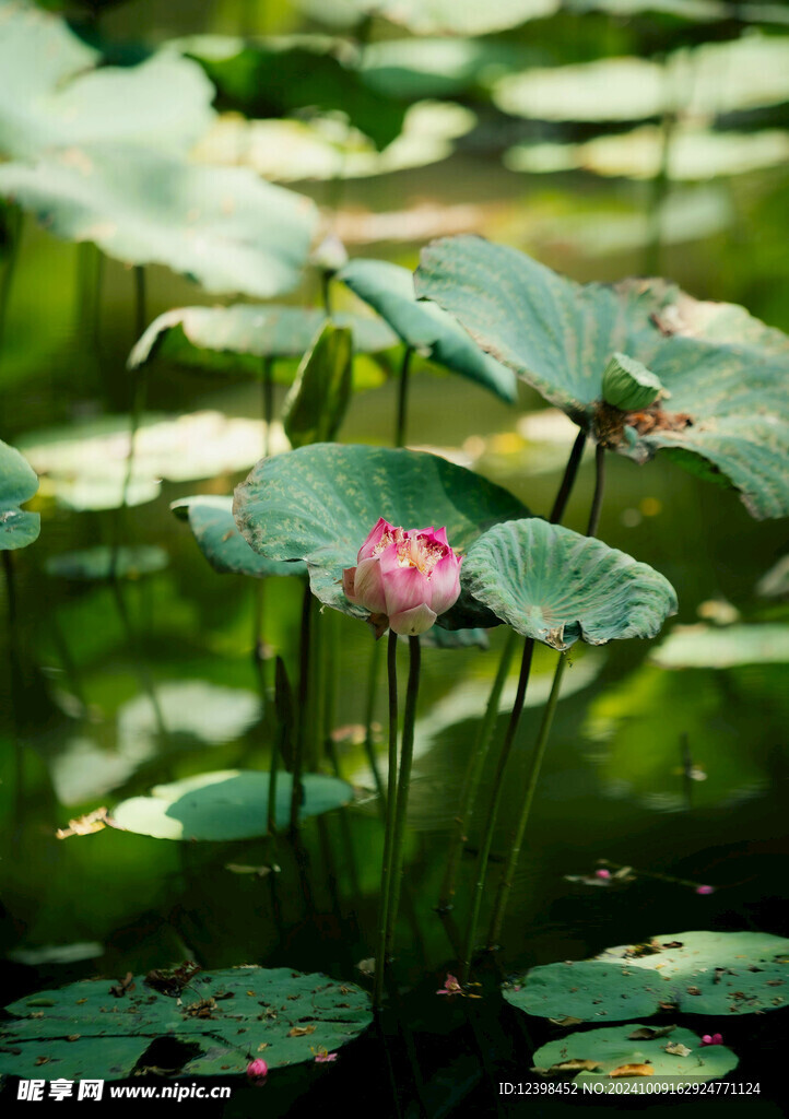 荷花