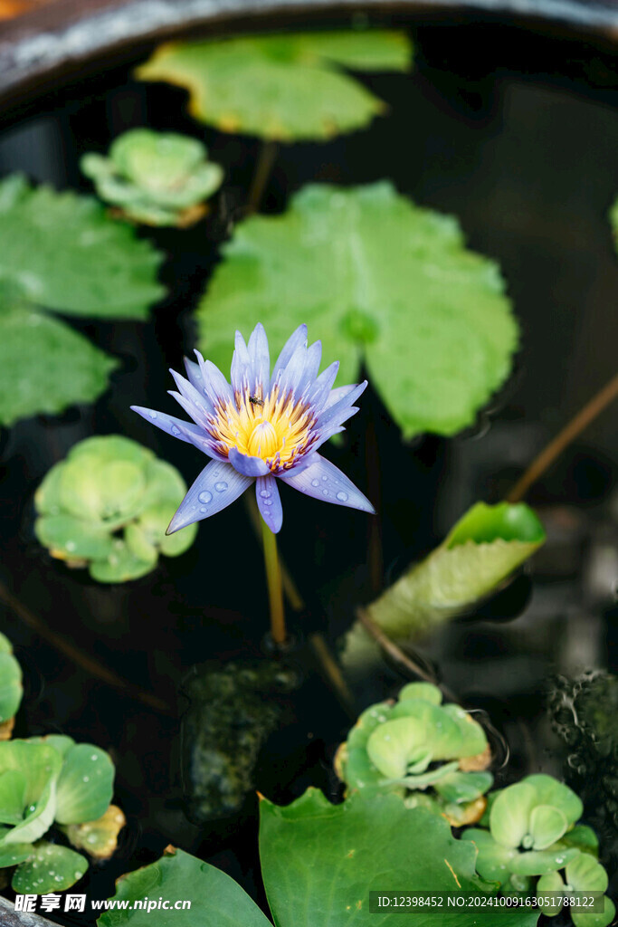 荷花