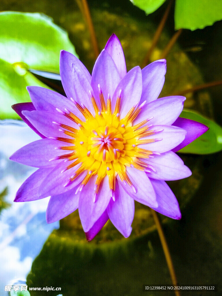 荷花
