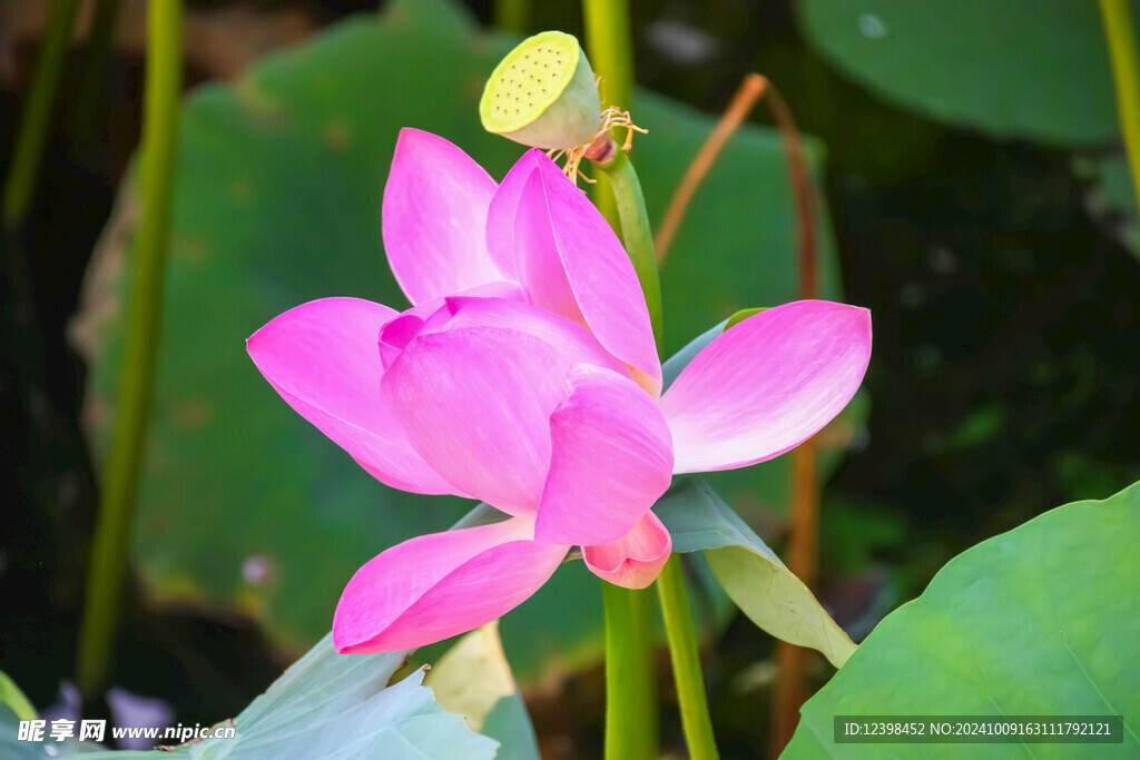荷花