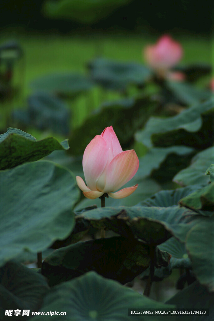 荷花