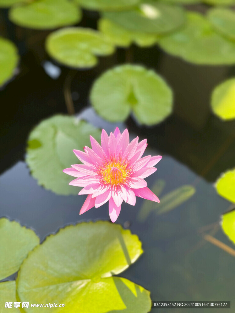 荷花