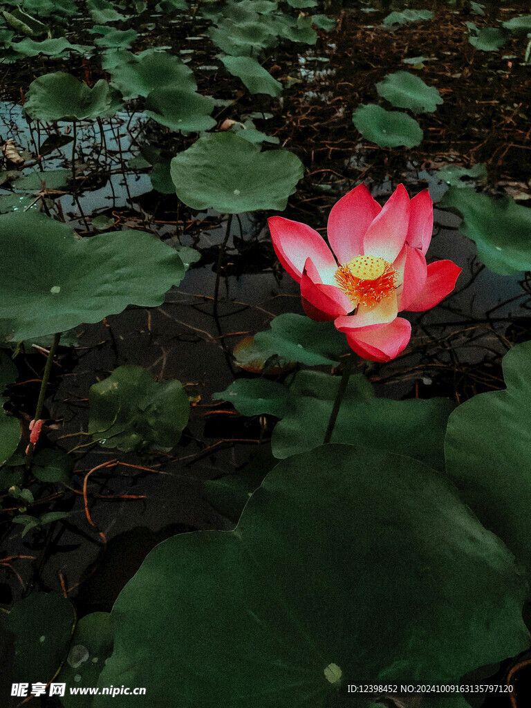 荷花