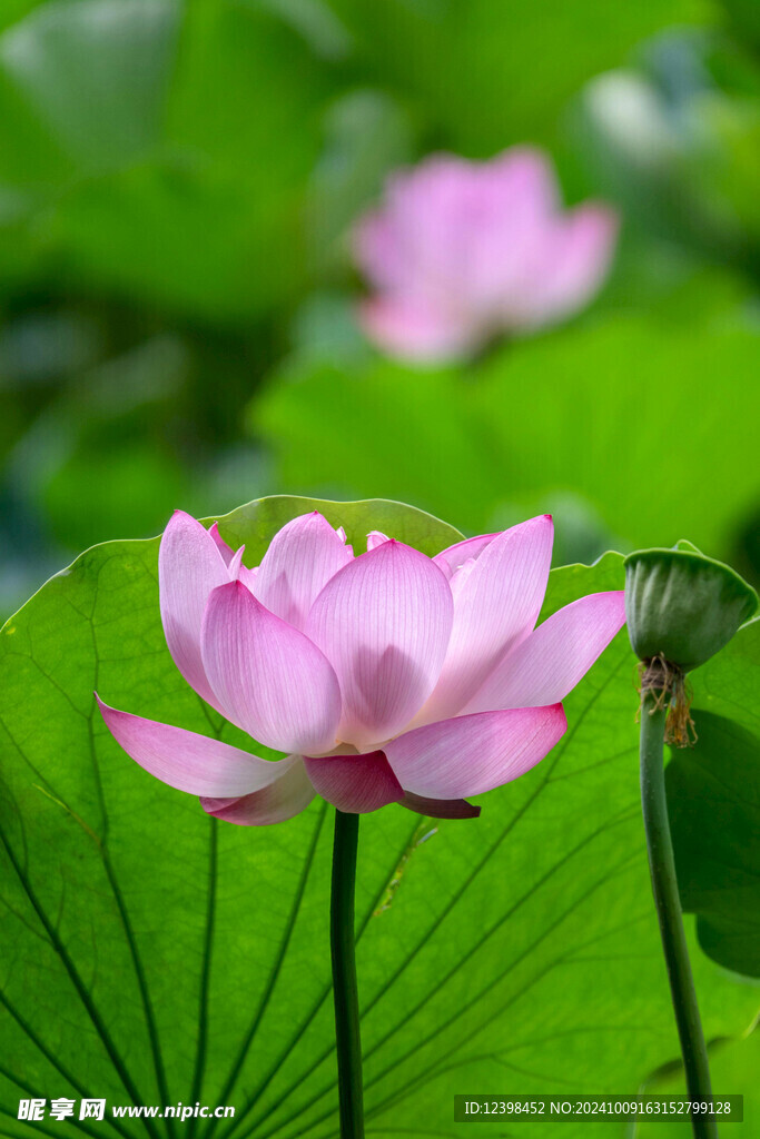 荷花