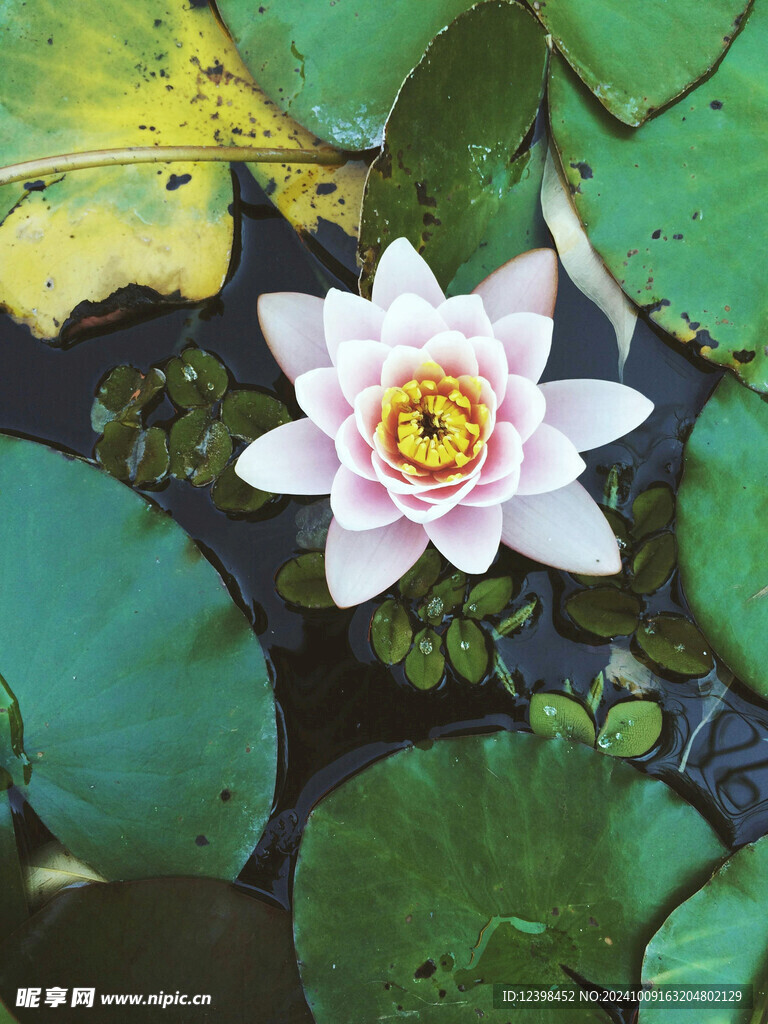 荷花