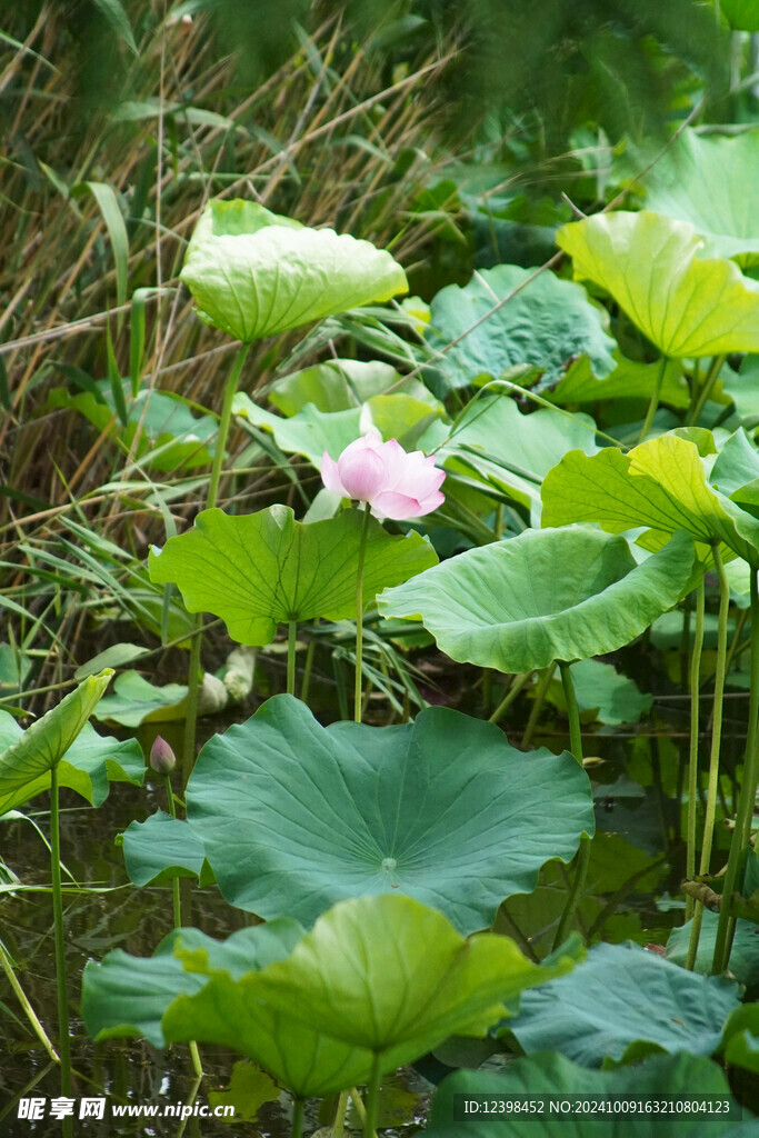 荷花