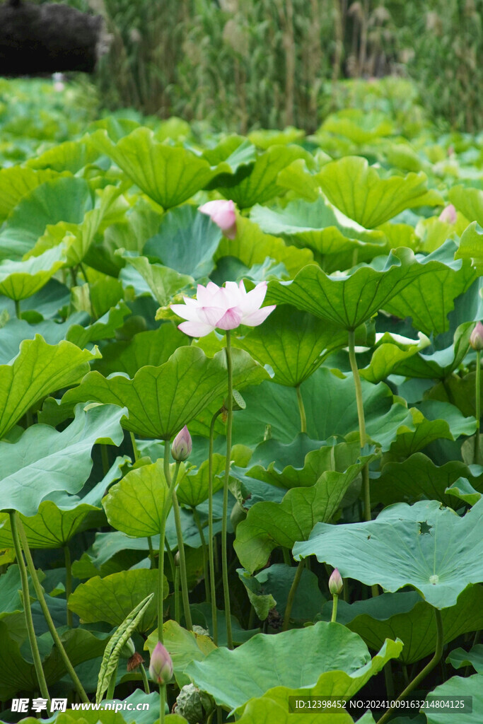 荷花