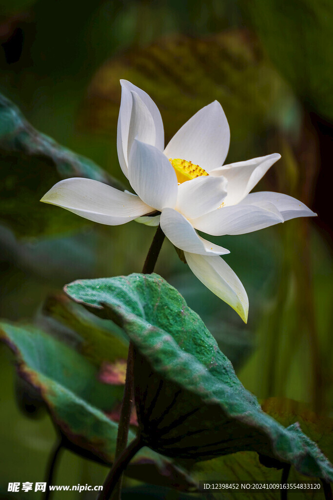 荷花