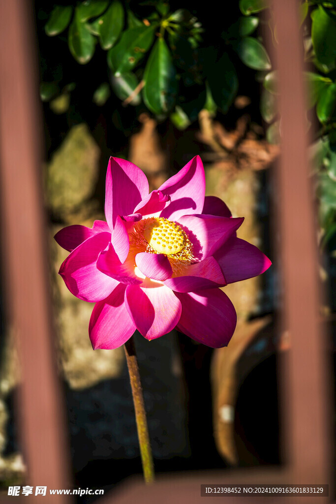 荷花