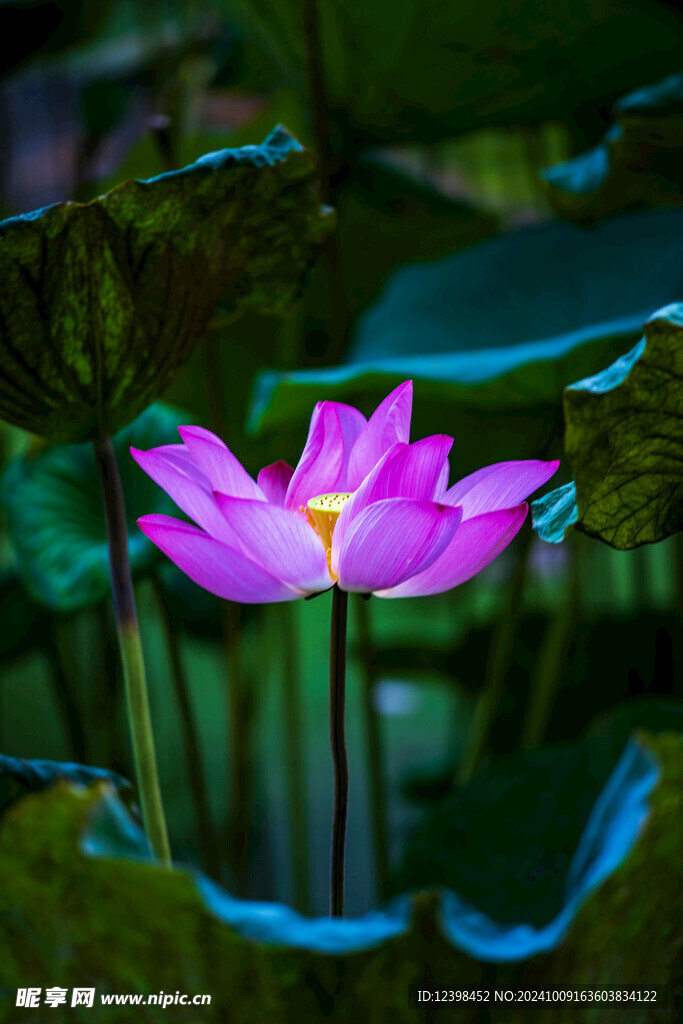 荷花