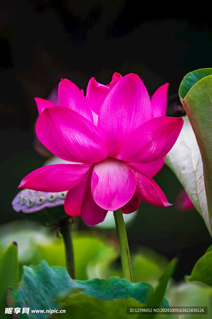 荷花