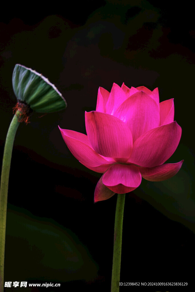 荷花