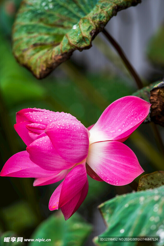 荷花