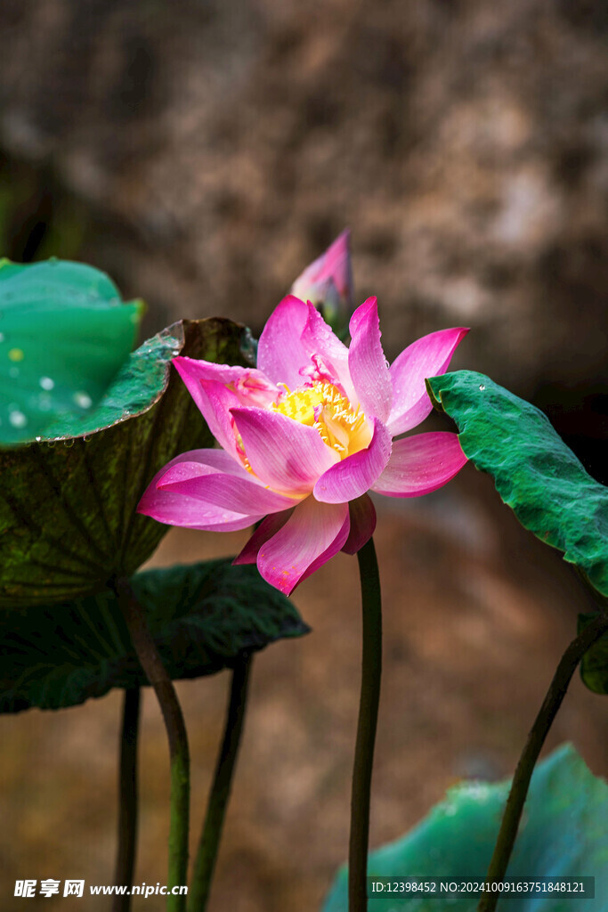 荷花