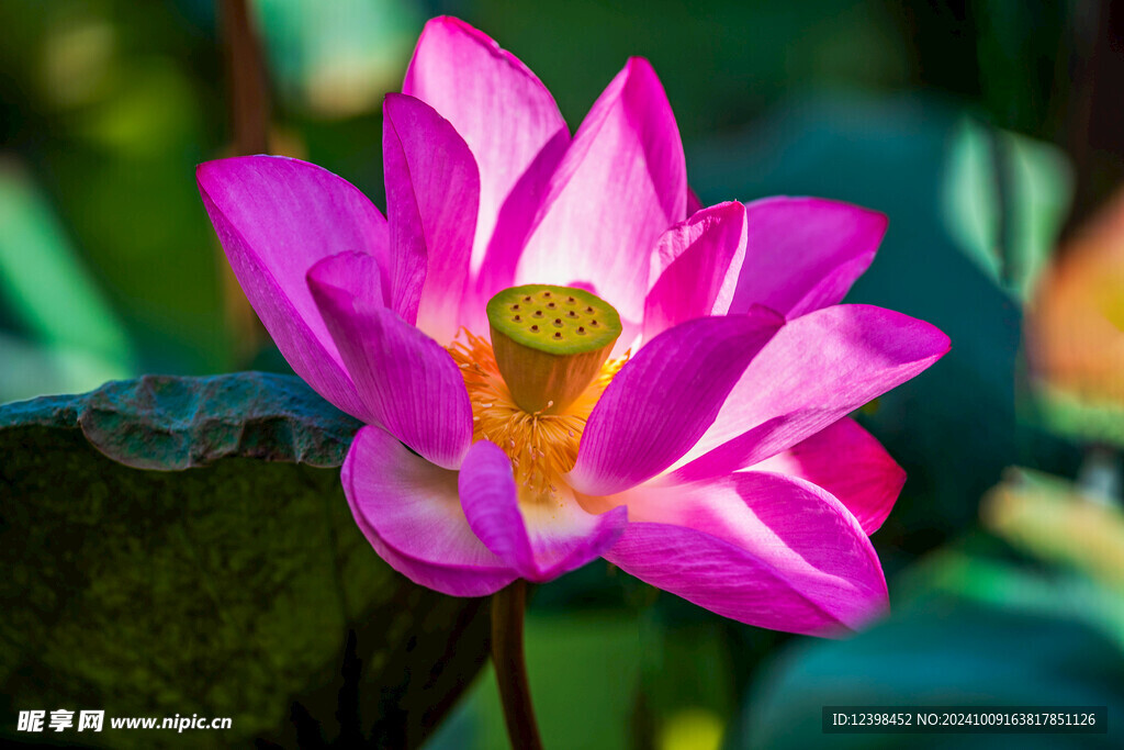 荷花