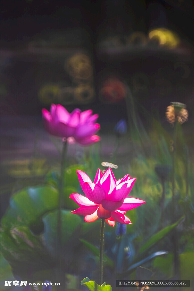 荷花