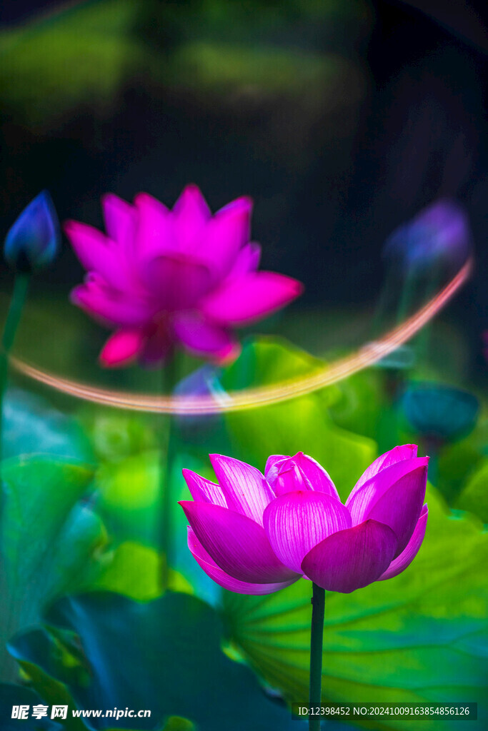 荷花