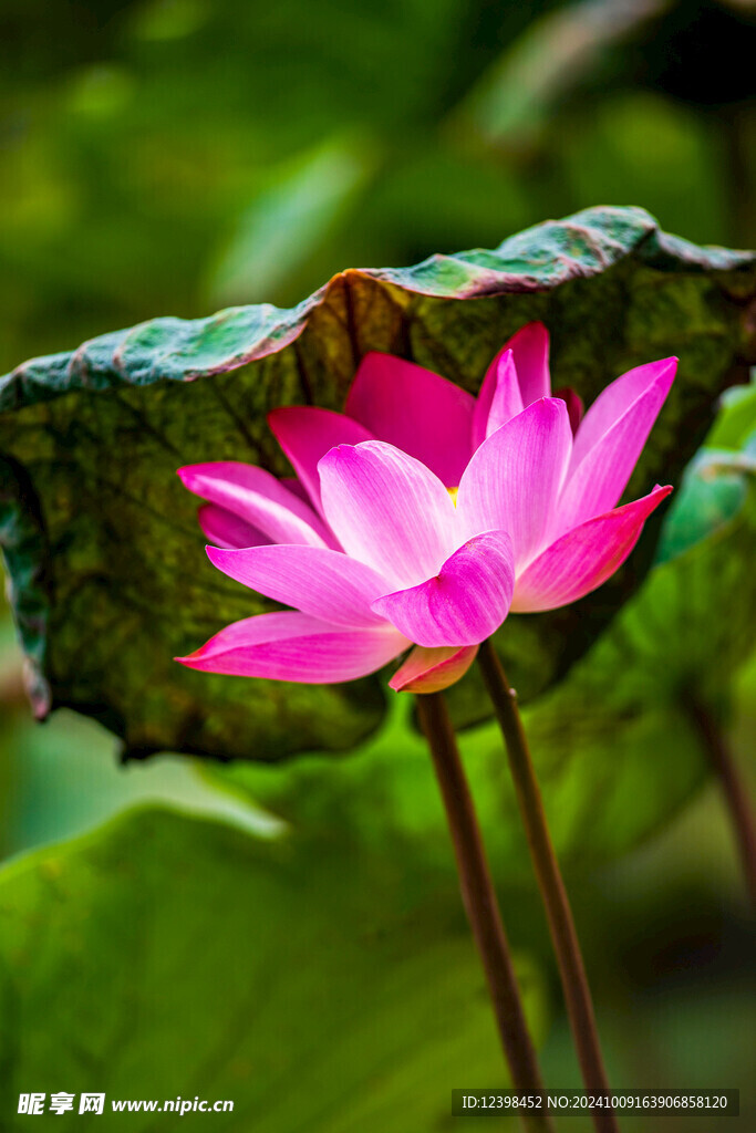 荷花