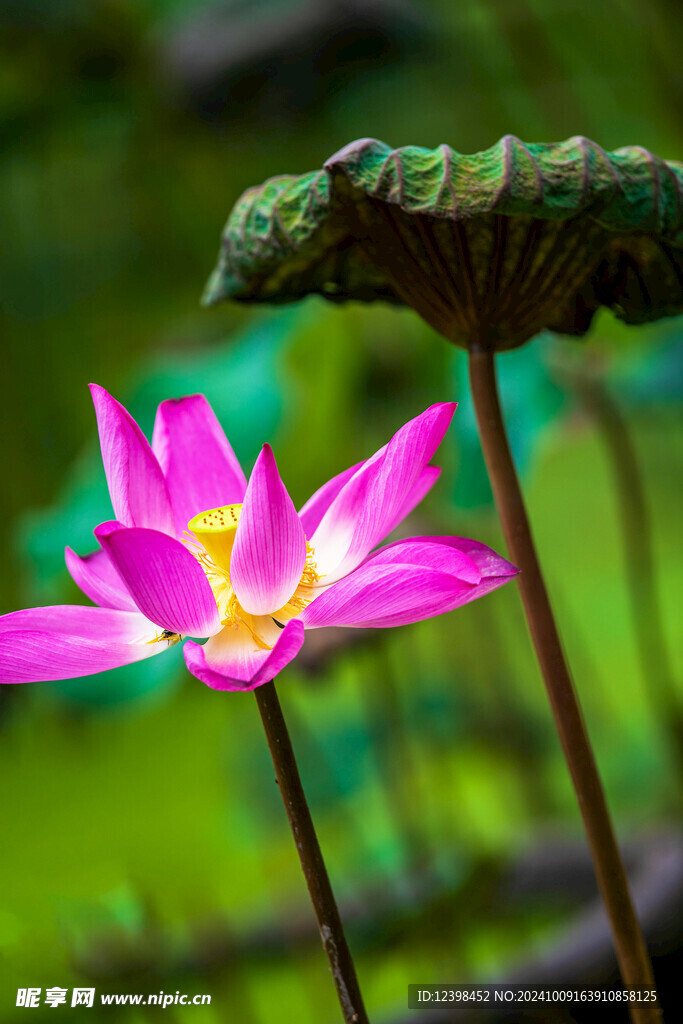 荷花