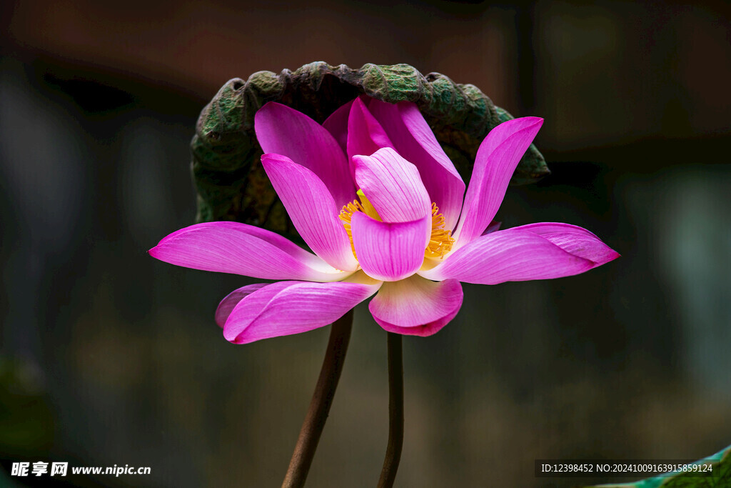 荷花