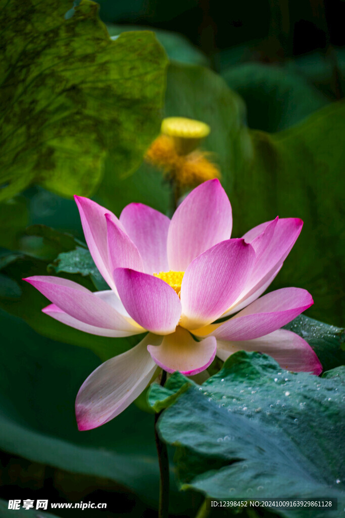荷花
