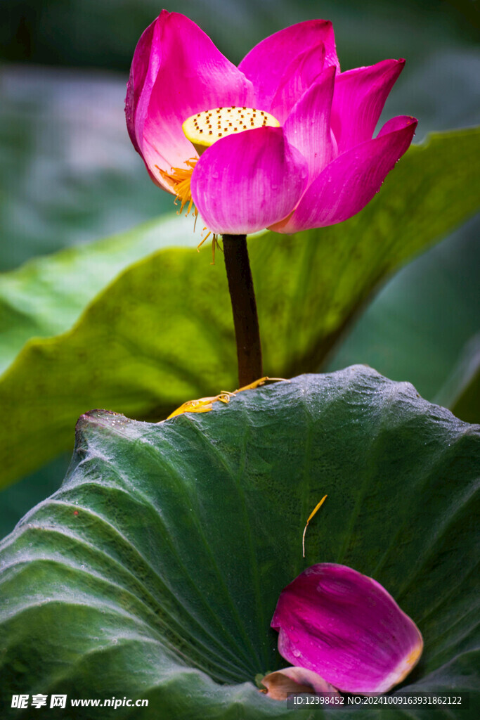 荷花