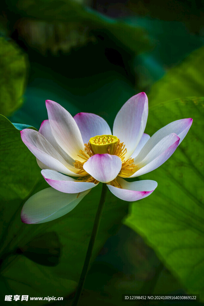 白色荷花